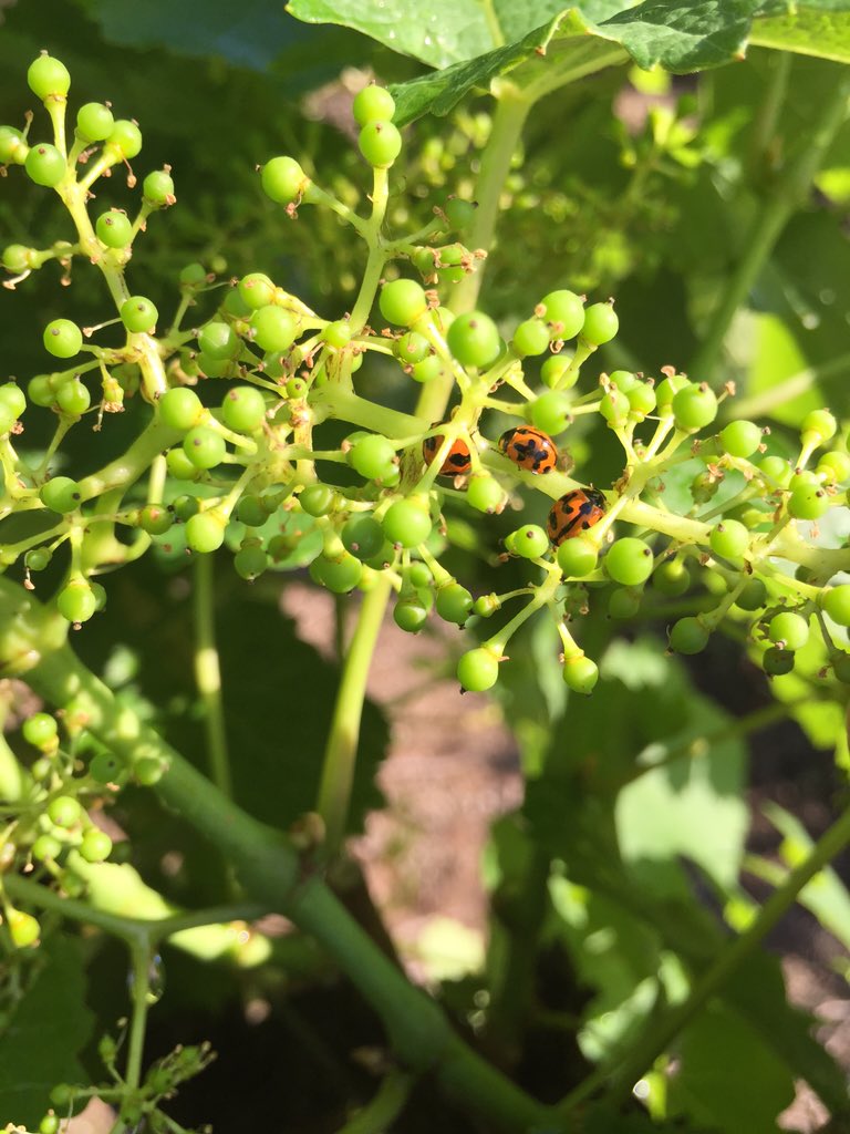 Ladybird lovenest #Semillon <a href="/scarboroughwine/">Sally Scarborough</a> #beneficialinsects #goodbugs