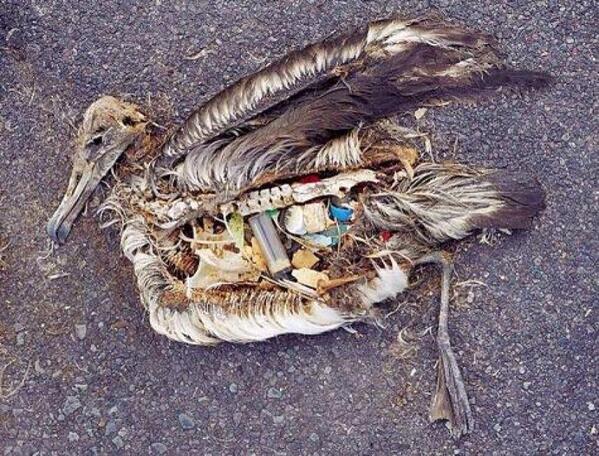 _Paisajes_'s tweet photo. Ésta gaviota murió por tragar basura que la gente tira al mar. Cuando vayas a la playa, NO tires basura. https://t.co/HjzUZFnioE