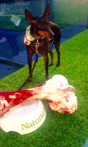 DextersDiaries's tweet photo. I'm loving @NIrawpetfoods this bone is bigger than me! Eating raw has put hairs on my chest. https://t.co/ibgP7PRYzM