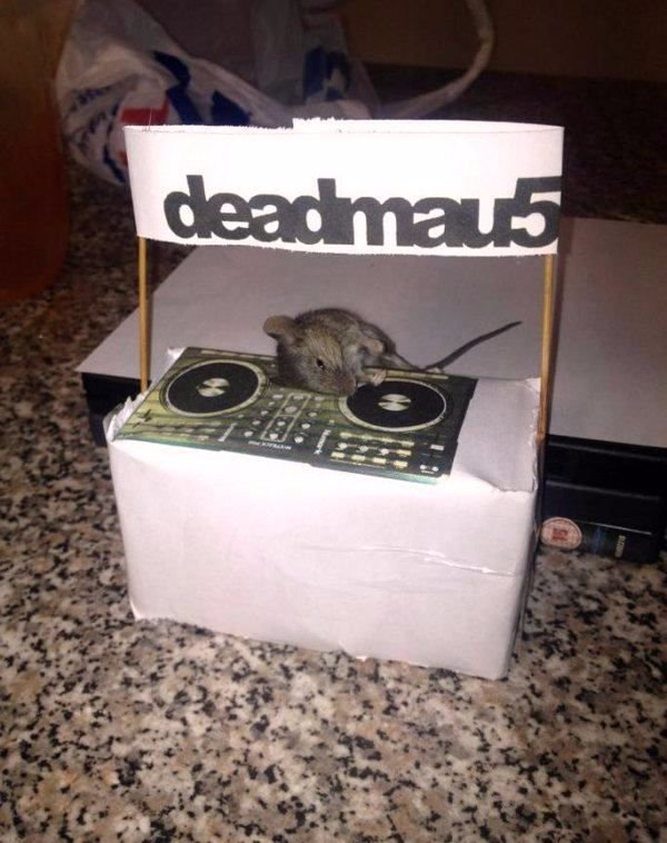 FactPestControl's tweet photo. Do you have a problem with DJ Mice?

We are here to help you!  #PesControlServices #GiveUsACall https://t.co/Vv1LdOOnCY