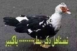SweetAlian's tweet photo. ذكر البط مرات اخير https://t.co/MI6izA35Ov