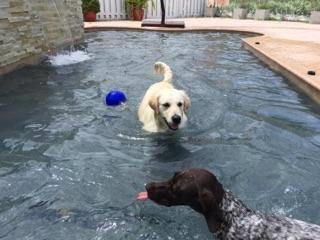 VIPDogHotel's tweet photo. With all the record his happening for this time of year why not let your dog take a dip in our bone-shaped pool!! https://t.co/OdlQBhDNw3