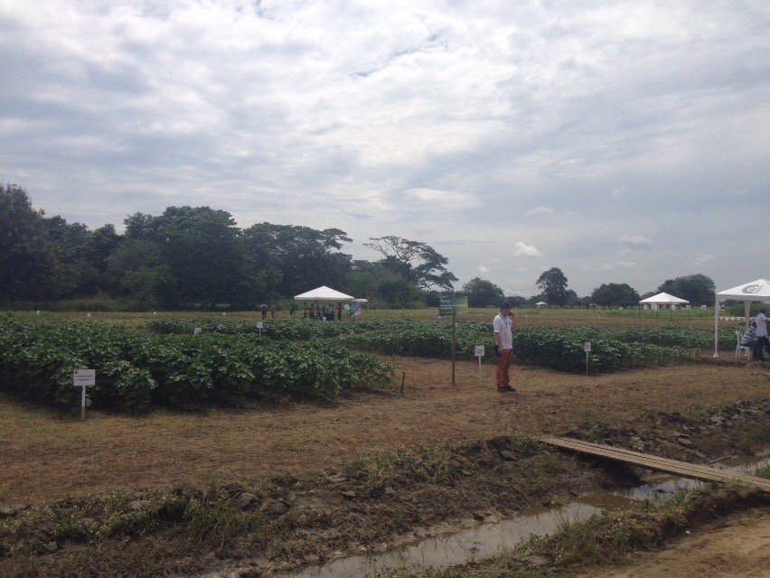 jlucasrestrepo's tweet image. Nuestras nuevas variedades de #algodón "en vivo" en #Agronova