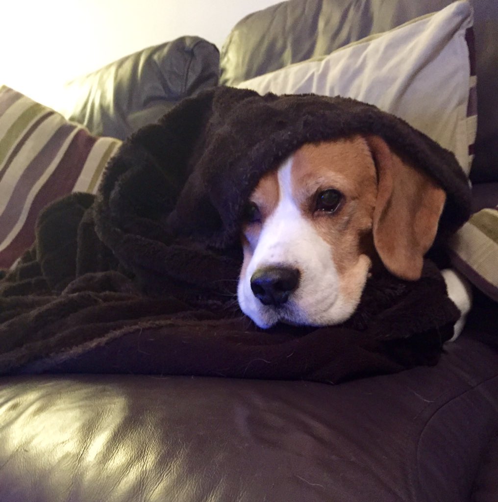 Dat stoopid banging has started allwedy. #scaredbeagle