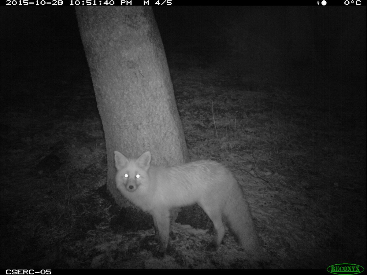 NWFCalifornia's tweet photo. Very cool! @CSERC cameras detect rare fox at new location in the Stanislaus Forest!!! https://t.co/6q32vTOzLv https://t.co/j0pr5GZujH