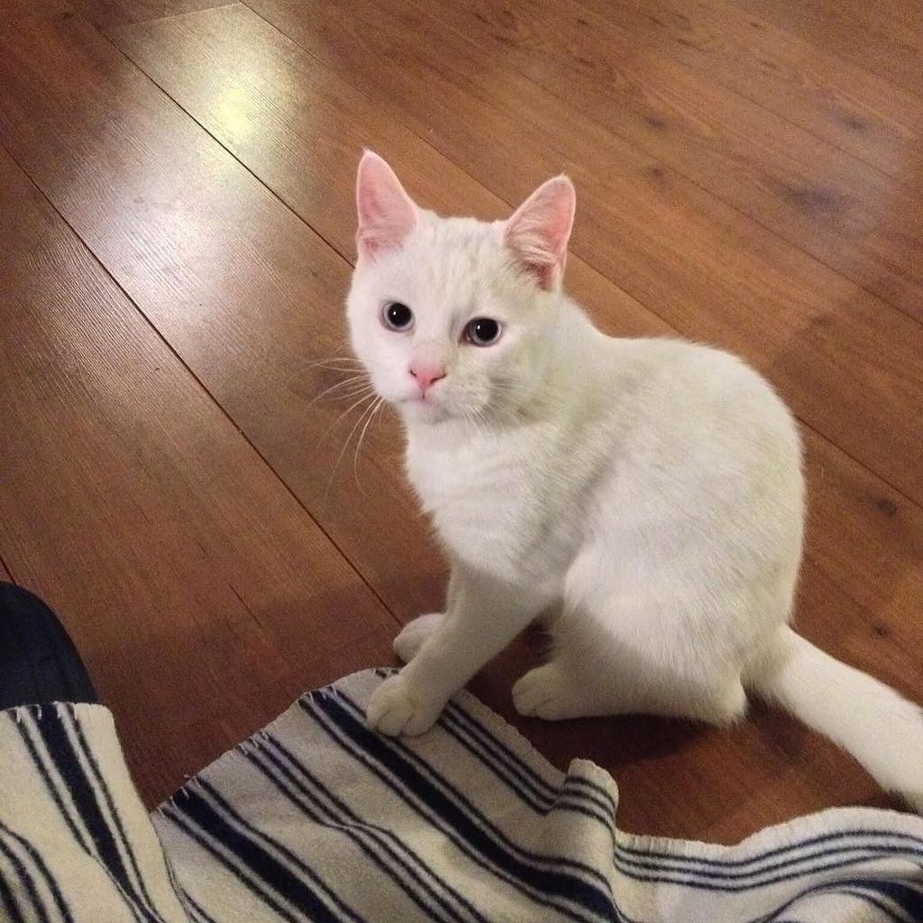 Paris__cats's tweet photo. #tbt to that time mom didn't throw my tin foil ball in time and I had to wait forever... #becauseGary https://t.co/j6aE4ZBDoO