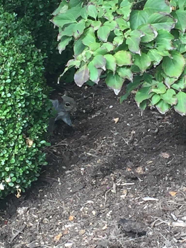 paulyp15's tweet photo. @ukylipjam hey I'm Paul from Sigma Nu here's a pic of a squirrel. https://t.co/k5eulYR6R5