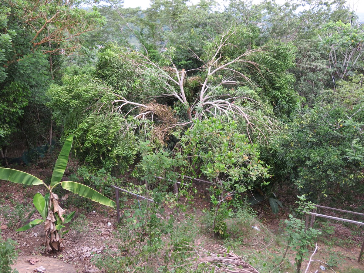 LMQueste's tweet photo. Mango season - so many mangoes the tree can't handle it #fieldworkperks https://t.co/0MCdiktkRK