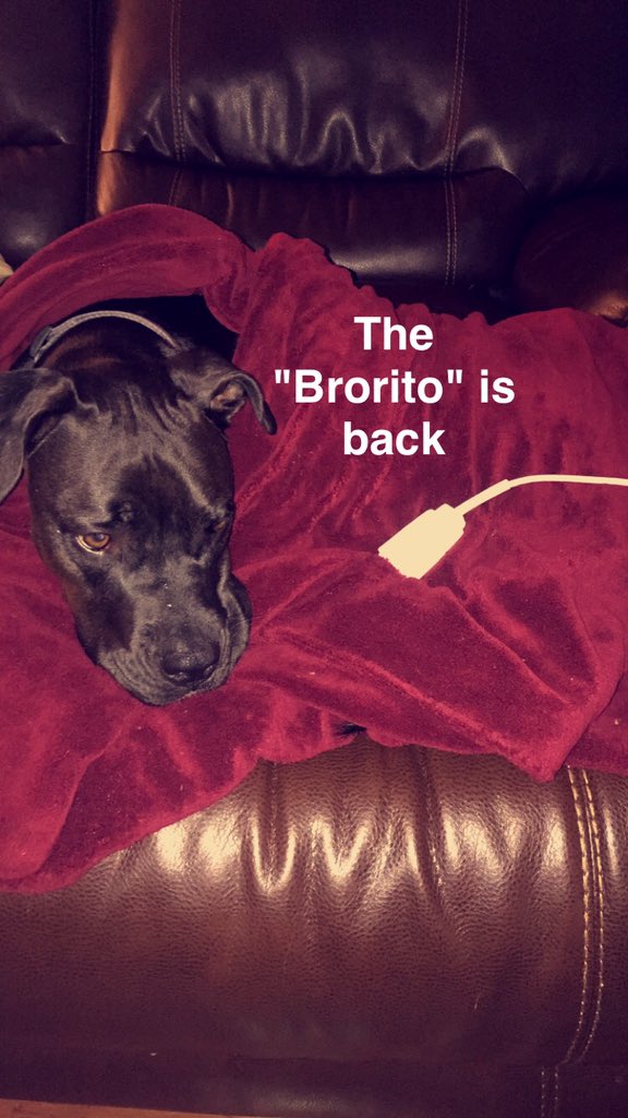 ianscott96_'s tweet photo. Brody loves to be wrapped up in the heated blanket...😂 #PitLabMix #PitbullsAreTheBest #Brorito https://t.co/Z60Rux5uuG