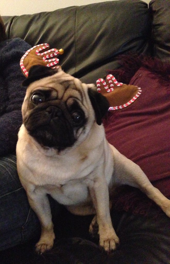 charhartillx's tweet photo. #becauseitschristmas @asda my Presley loves dressing up for Christmas!! 🎄 https://t.co/tlO2uJjlZw