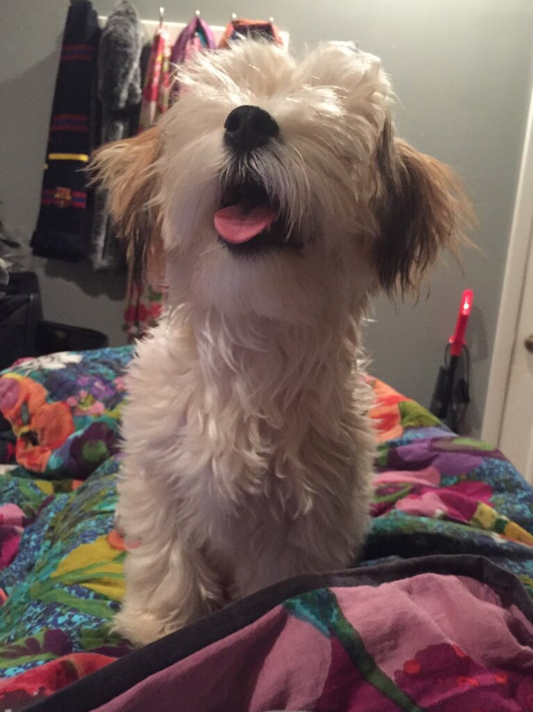 TrebleThePuppy's tweet photo. u can't see me https://t.co/NwXBOAAipu