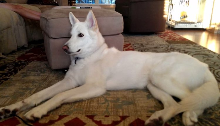 QuauhtliF's tweet photo. A Song Comes On, And The German Shepherd’s Reaction? I Can’t Stop Laughing!
https://t.co/Kujqb1naTM https://t.co/7ZMPAbfSIR