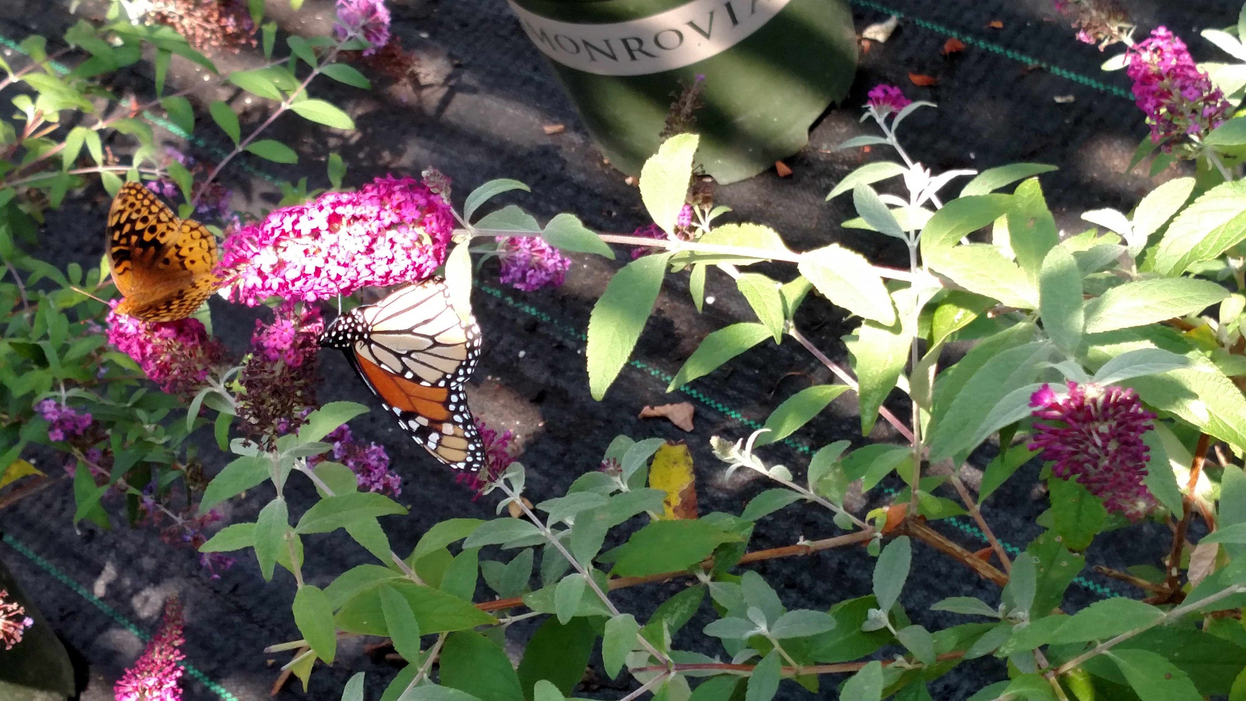 LMS Greenhouse (lms_greenhouse) / Twitter