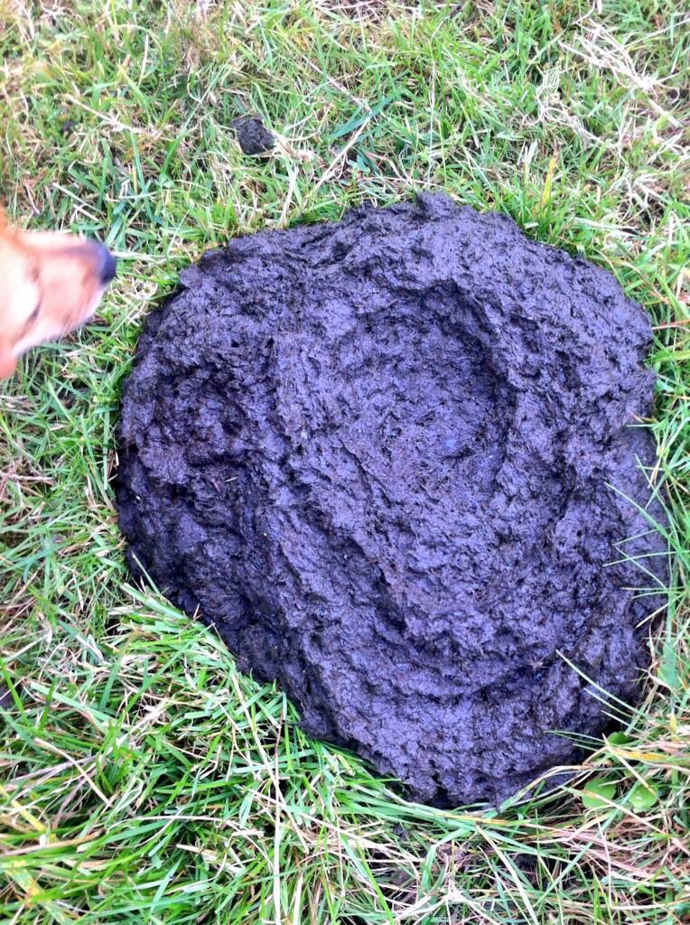 BoerseunH's tweet photo. @StuartRamsay4 Striking similarity found in the field behind my house 😈 https://t.co/VCv0oU9BzZ