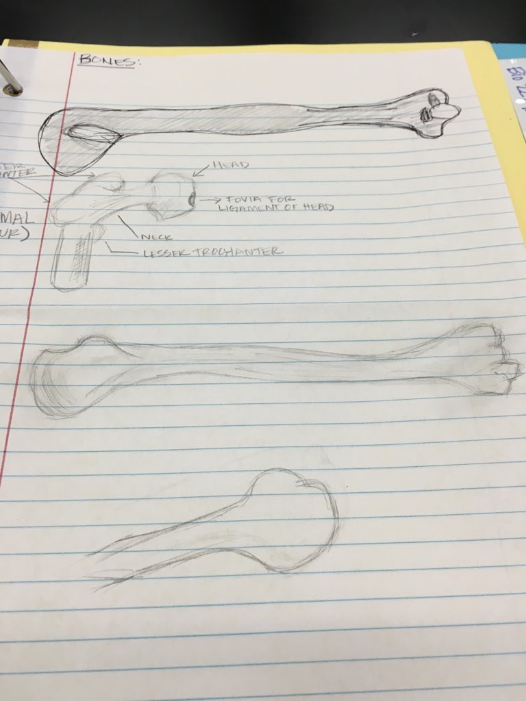 TrinityBrito's tweet photo. #bones #CSIEagles #Bio227 https://t.co/IeGERlW1Rl