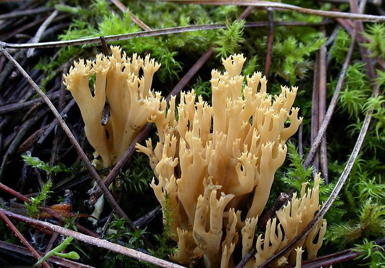 MMicologicas's tweet photo. Muchas especies tienen efectos purgantes aunque se consuman en poca cantidad, como las Ramarias y los Suillus.#setas https://t.co/yYm8rYH62q