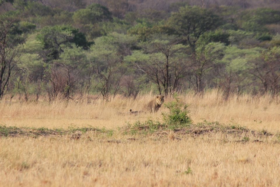 BhejaneTrust's tweet photo. A wonderful sighting of Lion in the Chamabonda vlei, game viewing is amazing here at the moment. #Zim #Wildlife https://t.co/q4UHf0DbT3