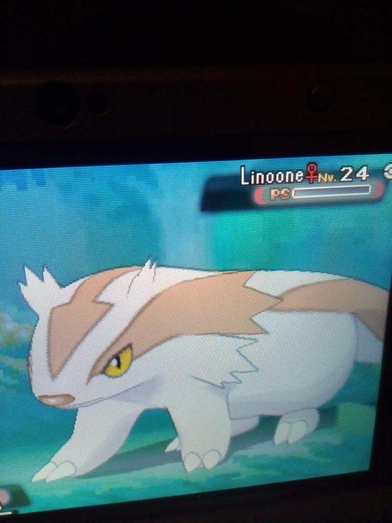 ShinyHunterROZA's tweet image. Shiny Linoone Random encounter