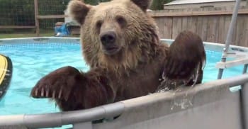 sebuvijejazapi's tweet photo. Bruiser The Bear Beats Summer Heat With Epic Pool Day!
https://t.co/SCcn7J7H6x https://t.co/1CfL2vpiU3