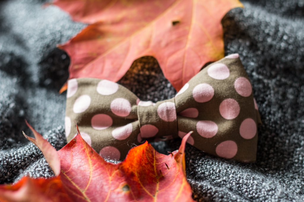 MFC_Bowties's tweet photo. #PinkPolkaDots #Classy #FallLine 🍁 #MFCBowties 🎀 https://t.co/O8QXFSC40c