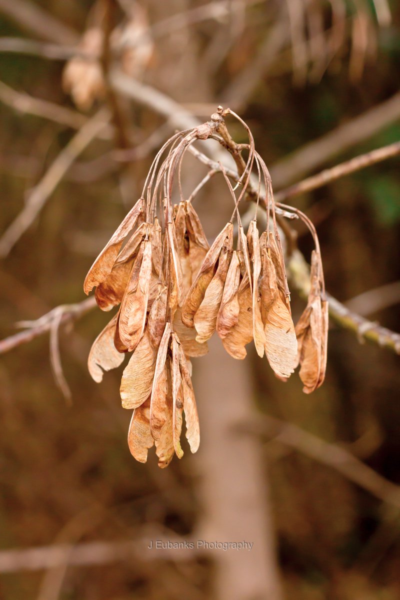 JEubanksPhotog's tweet image. #november #mapleseeds #Elkhart #jeubanksphotography