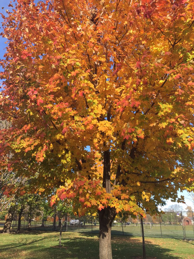 We are still Open for another hour!! So come on I and fill the belly on this beautiful fall day. #eatbrunch