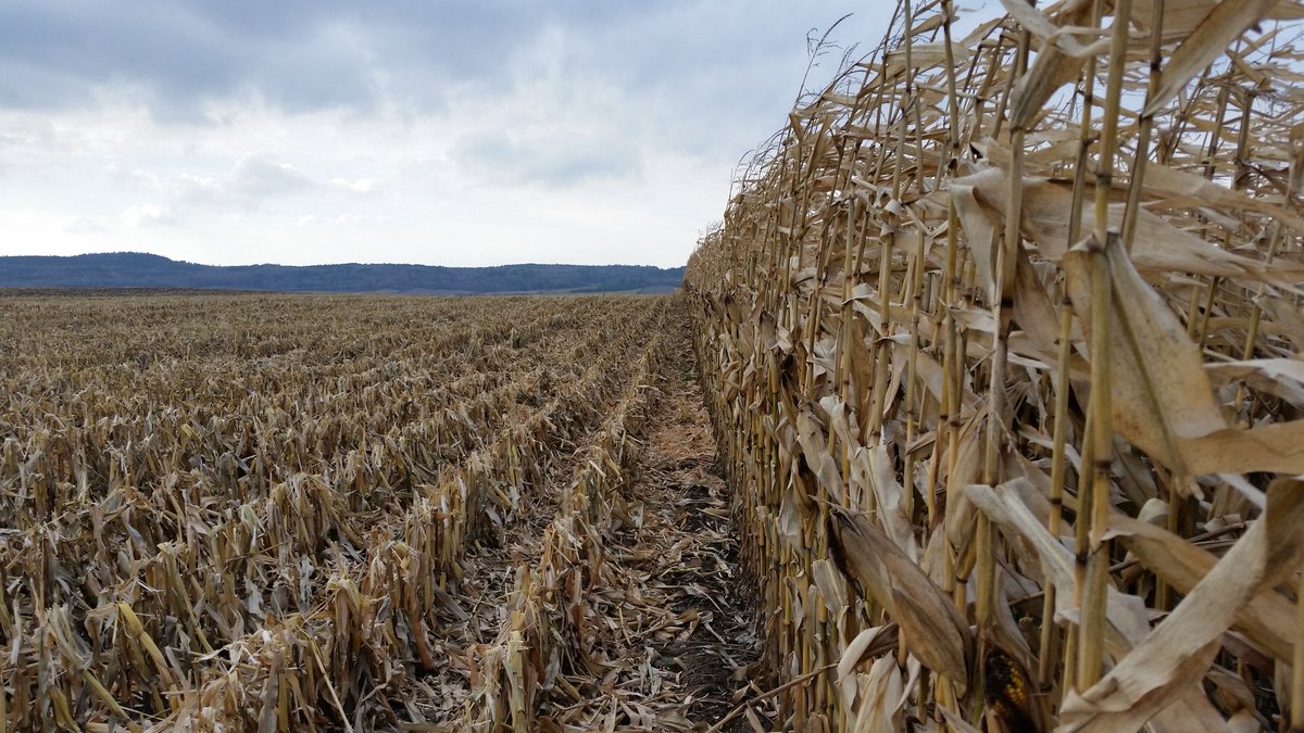 FalardeauAg's tweet photo. DKC 27-54 #Samco 4.2 T/ac corrected dry weigt in Lorrainville, QC. https://t.co/6qsd4rJ3Ug