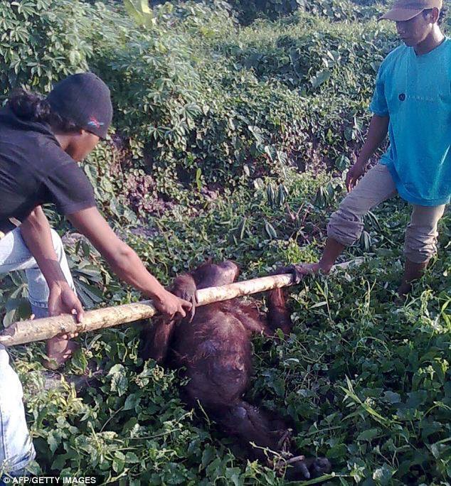 Imágenes fuertes que se comparten para crear conciencia"Todo para que consumamos Nutella" otros pagan el precio☹☹