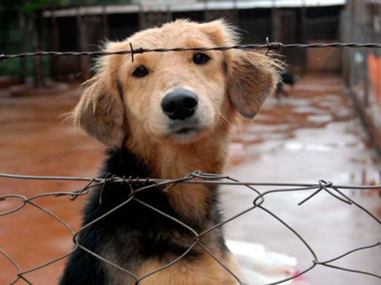 radiomitre's tweet photo. Propusieron multas y prisión efectiva para quienes maltraten animales. https://t.co/FAETNPzYpH https://t.co/qNTCKoNQyk