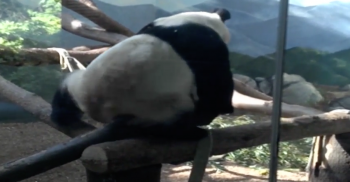 FMoakson's tweet image. This Panda Couldn’t Relieve An Itch, So He Did This. I Can’t Stop Laughing!
twnewsjp.com/page.php?id=804