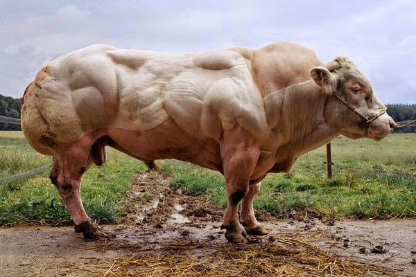 zestycasey's tweet photo. The power of mutations! What one myosin gene mutation can do...#doublemuscledcow @OxyEvo https://t.co/y6Sbz8ygBy https://t.co/tEhL4FsTJL