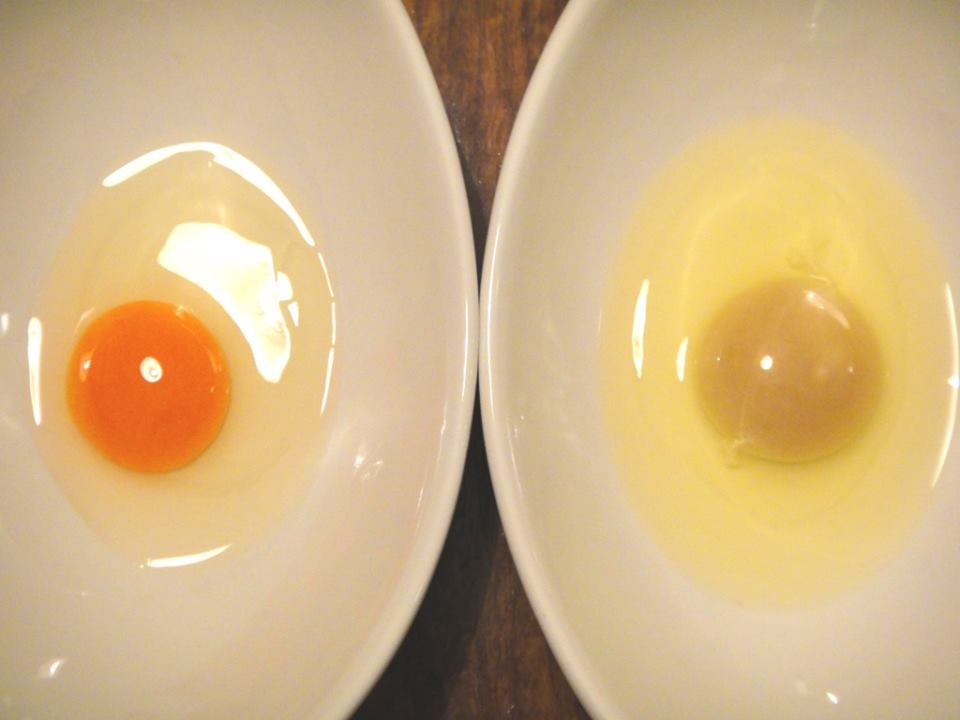 外務省やわらかツイート Mofajapan Itpr ちなみに 割ってみると 色が鮮やかなのがホロホロ鳥の卵 マリ の 鶏の卵は 卵黄の色が白っぽいのです T Co N5hkc442xe