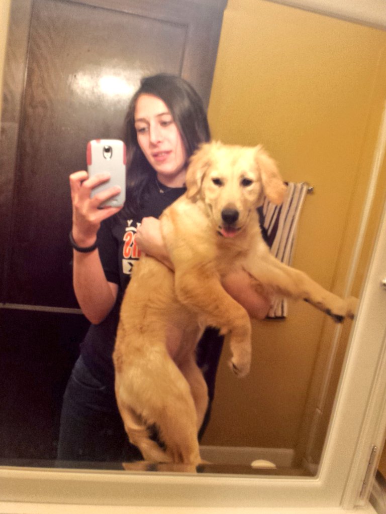 ZeldaTheGolden's tweet photo. Mom says I'm getting too big for this... https://t.co/FaMHFOyiR4