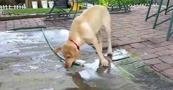 FMoakson's tweet image. Maddie The Golden Retriever Fills Up The Swimming Pool All By Herself!
twnewsjp.com/page.php?id=13…