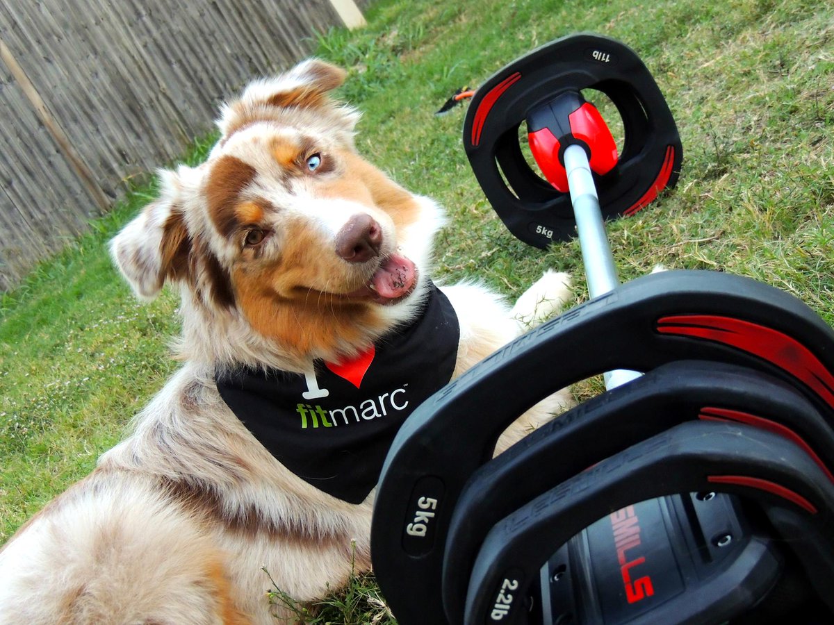 Fitmarc's tweet photo. #TBT to 2013
Tula showing some #Fitmarc love!
#HitTheMarc #FitMarcFurFam https://t.co/QhPiQ45nNx