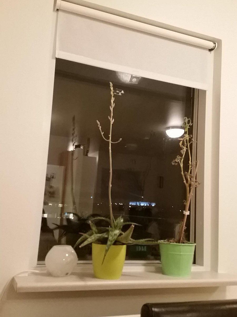 @arnorbs Nú vantar mig sérfræðingsálit. Er plantan okkar orðin kynþroska?