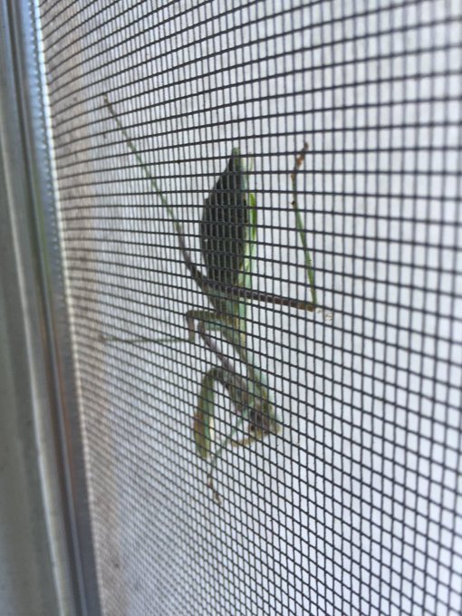 Giant praying mantis on my window or perhaps a baby alien https://t.co/SgvVfOvUPG