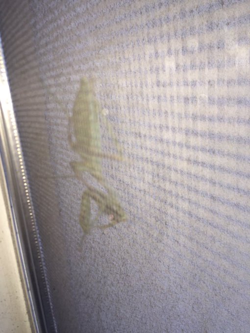 Giant praying mantis on my window or perhaps a baby alien https://t.co/SgvVfOvUPG