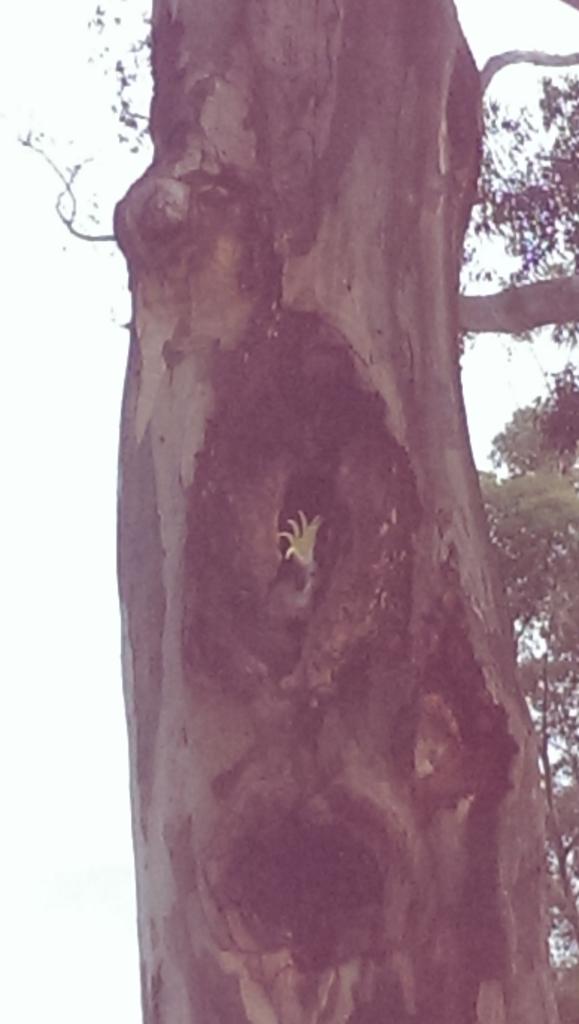 FOKCreek's tweet photo. Cockatoos in a tree hollow in a #Sunshine park. The importance of mature trees. #melbswest #community https://t.co/kIUNuz4OVM
