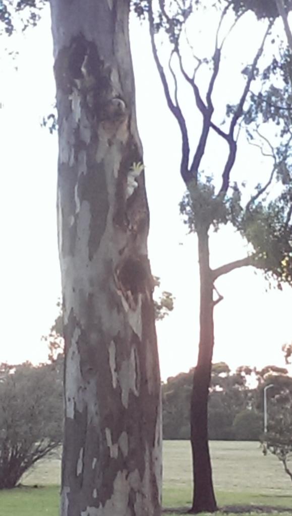 FOKCreek's tweet photo. Cockatoos in a tree hollow in a #Sunshine park. The importance of mature trees. #melbswest #community https://t.co/kIUNuz4OVM
