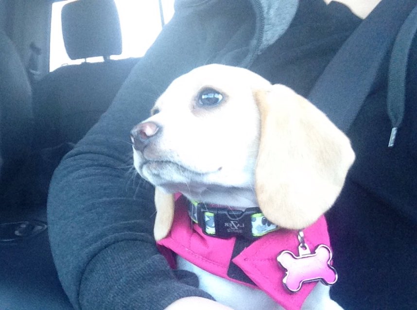 Misnerkb's tweet photo. Heading out to football with this little cutie! #socute #football https://t.co/mSaIbPswcX