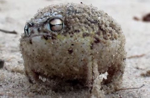 This Itty Bitty Frog Has The BEST Reaction When Someone Tries To Touch Him
twnewsjp.com/page.php?id=492
