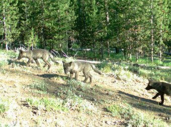 MadinaIvison's tweet photo. See How A Single Pack Of Wolves Can Change The Course Of Nature
https://t.co/infGaSwrhQ https://t.co/uR7XeYfc8r