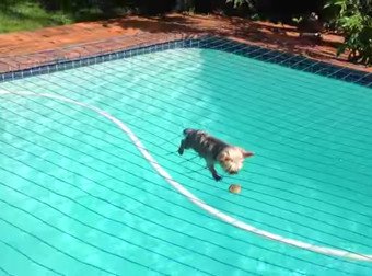 QuauhtliF's tweet photo. Watching This Pup Try To Get His Ball Back From Under The Pool Net Is The Best
https://t.co/GU79JdWYve https://t.co/7hU8B1aONY
