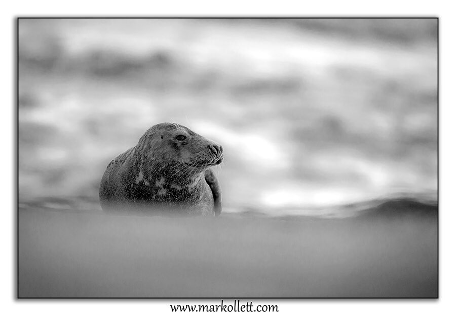 OllettMark's tweet photo. Black and white Grey Seal. #Autmnwatch #greyseal #wildlife #mammal #sea #beach #seal #norfolk #wildlifephotography https://t.co/birI4uFGhH