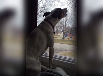 MwanawaCello's tweet photo. When He Hears A Siren, This Cute Pooch Does His Darnedest To Imitate It
https://t.co/06PhjkaGxL https://t.co/Pz0wvLbEw2