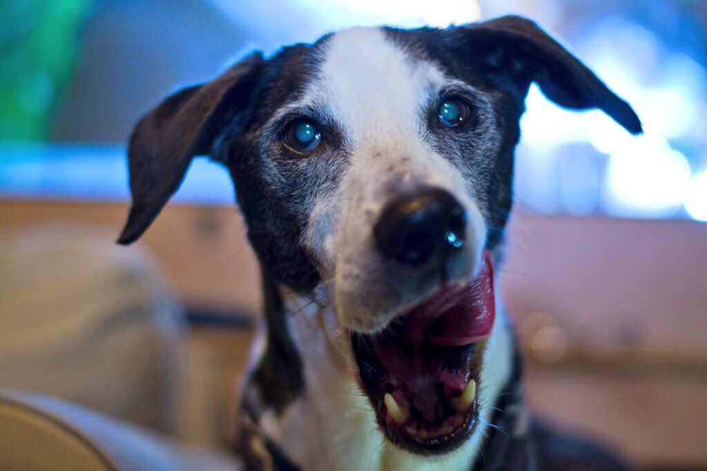 BatdogBrock's tweet photo. The human photographed my good sides tonight. I am pleased! #OldDogsRULE @UKNikon #NIKKOR https://t.co/oBCxbVx8cG