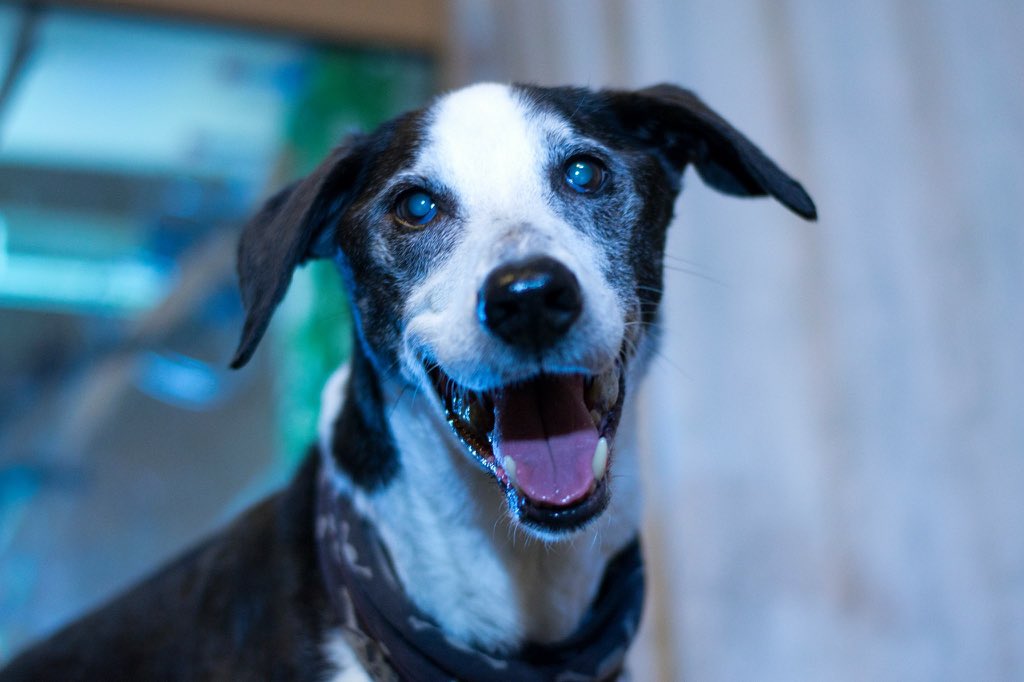 BatdogBrock's tweet photo. The human photographed my good sides tonight. I am pleased! #OldDogsRULE @UKNikon #NIKKOR https://t.co/oBCxbVx8cG