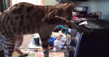 DelguaMichalina's tweet photo. Hilarious Cats Remind Us Why Dieting Is The Worst
https://t.co/kBxzrUMzQS https://t.co/jcKxsuvzg2