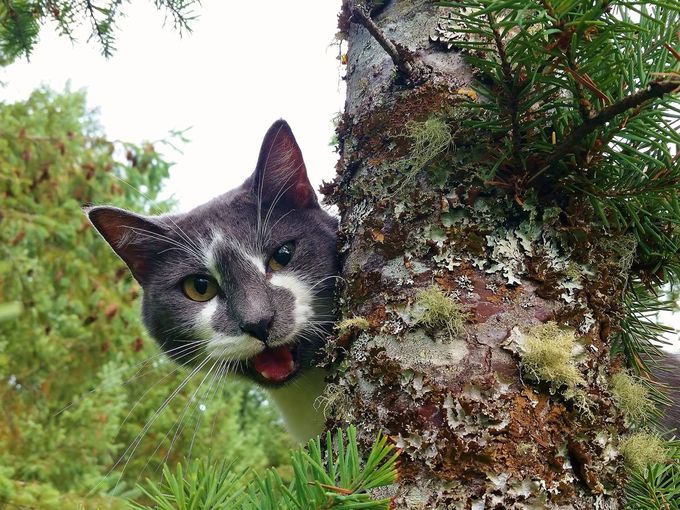 sh4cats's tweet photo. For the record, #cats don't get "stuck" in #trees. But they will accept dismount assistance. https://t.co/Z1oCVReSNm https://t.co/cZHXL7w1Jr